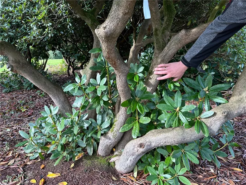 Rhododendron Hybr.'Catawb. Grandiflorum'