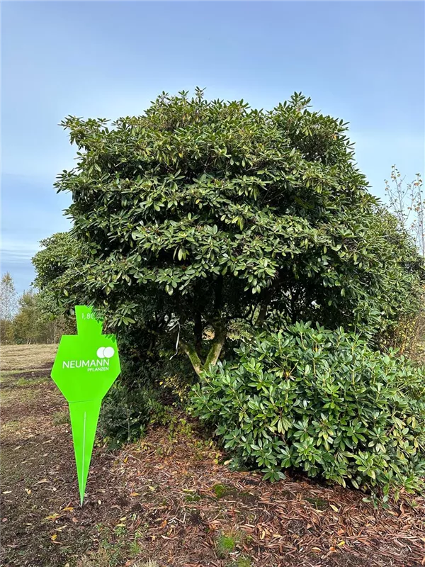 Rhododendron Hybr.'Catawb. Grandiflorum'