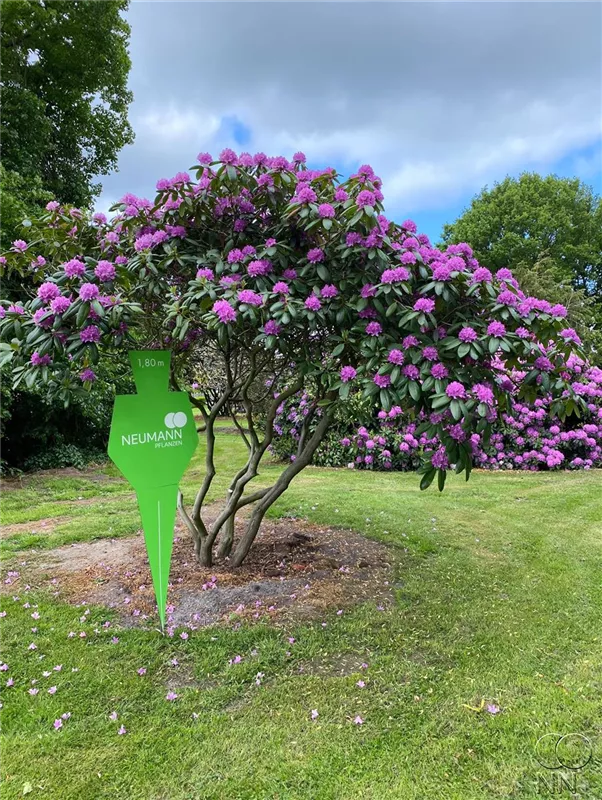 Rhododendron Hybr.'Catawb. Grandiflorum'