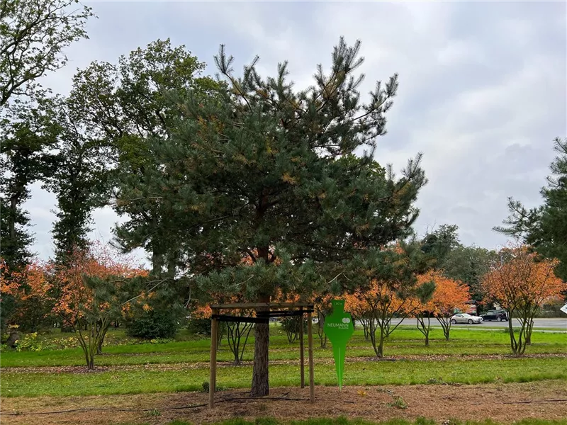 Pinus sylvestris