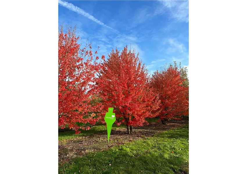 Rotahorn 'Red Sunset'