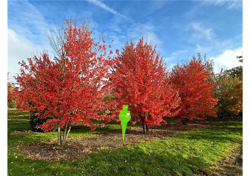 Rotahorn 'Red Sunset'