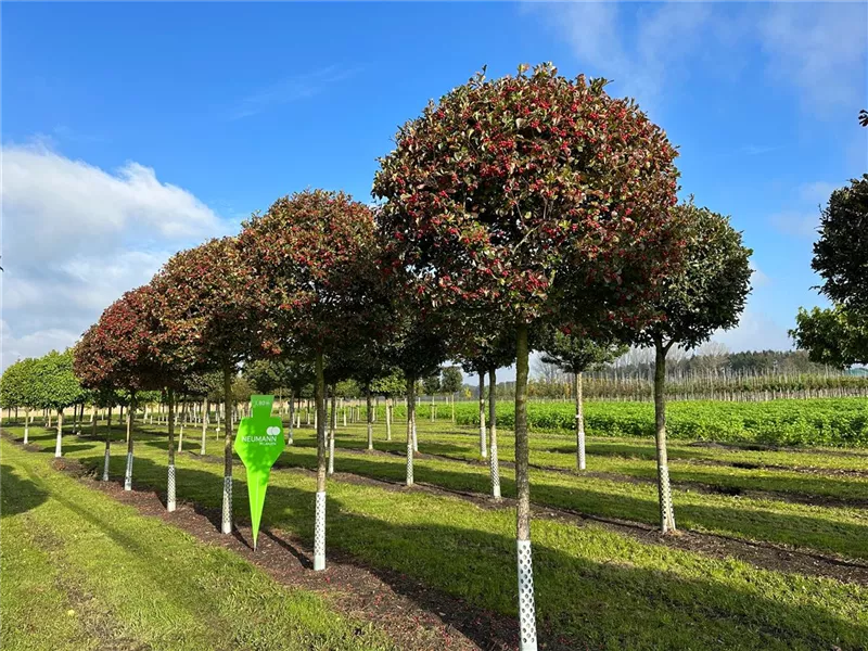 Crataegus prunifolia 'Splendens'