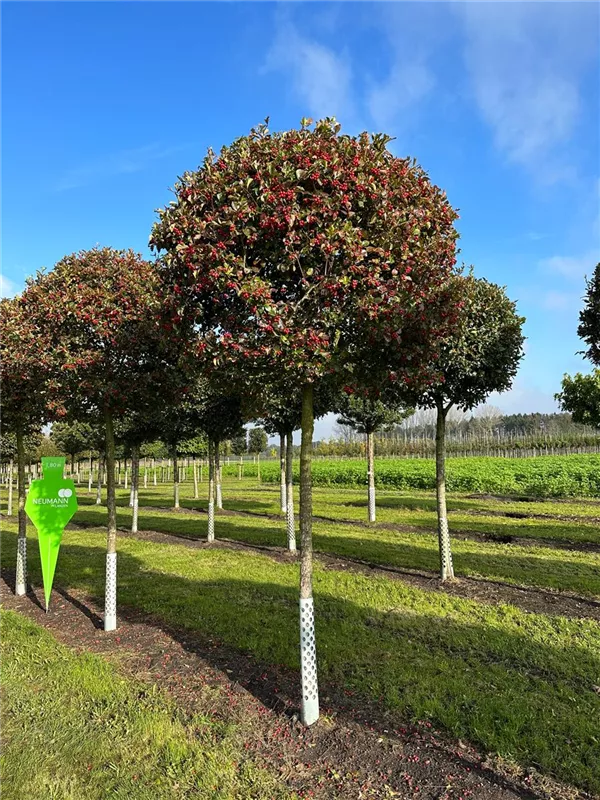 Crataegus prunifolia 'Splendens'