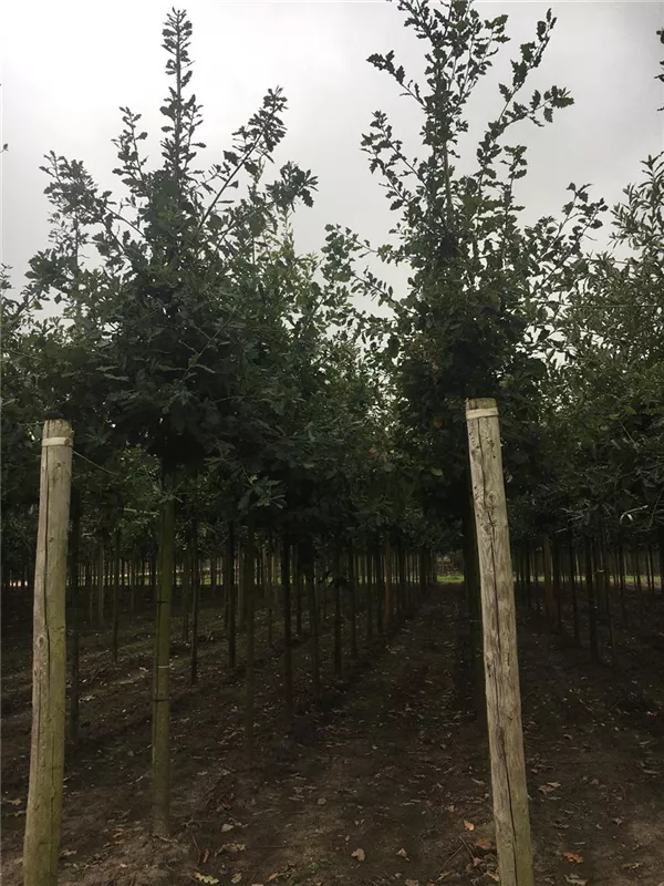Quercus petraea