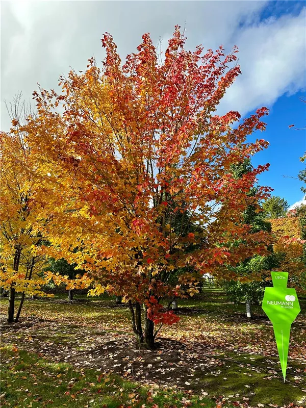 Acer rubrum