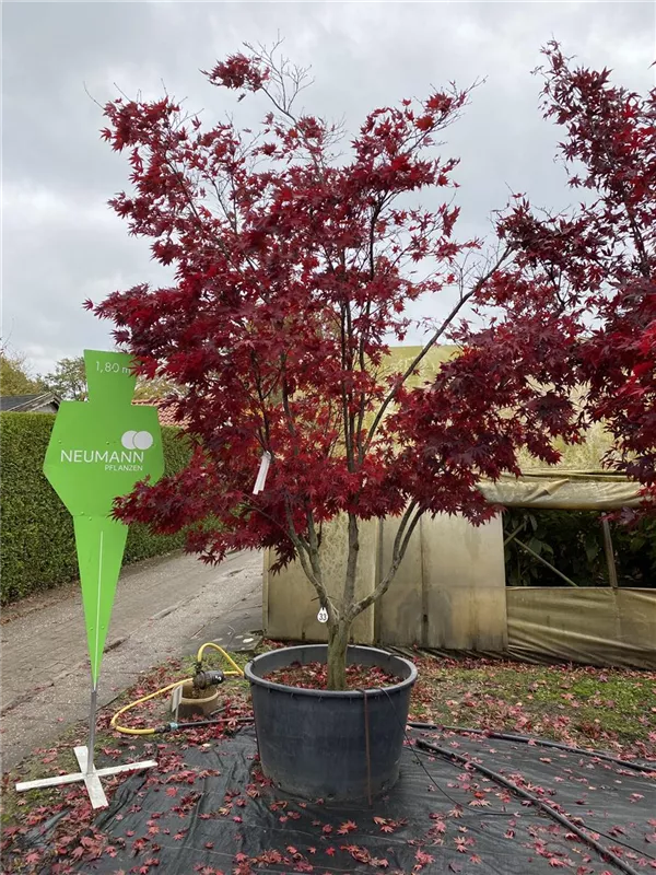 Acer palmatum 'Fireglow'