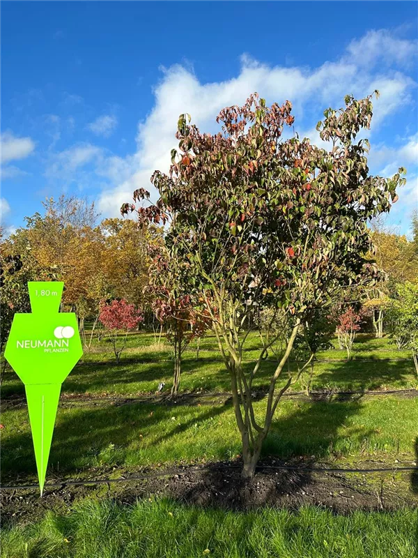Cornus kousa chinensis