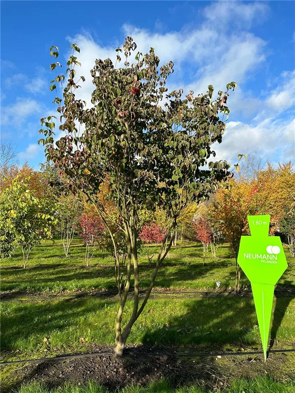 Cornus kousa chinensis