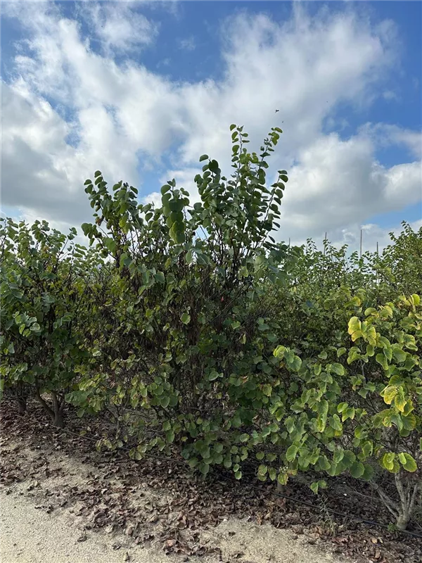 Cercis siliquastrum