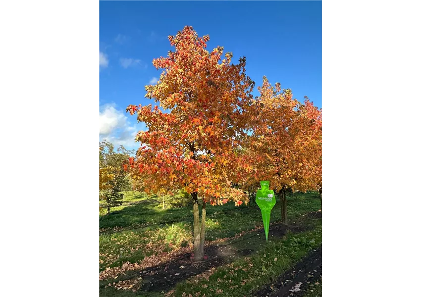 Amerikanischer Amberbaum