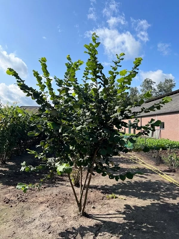 Corylus av.'Halle'sche Riesennuss' CAC