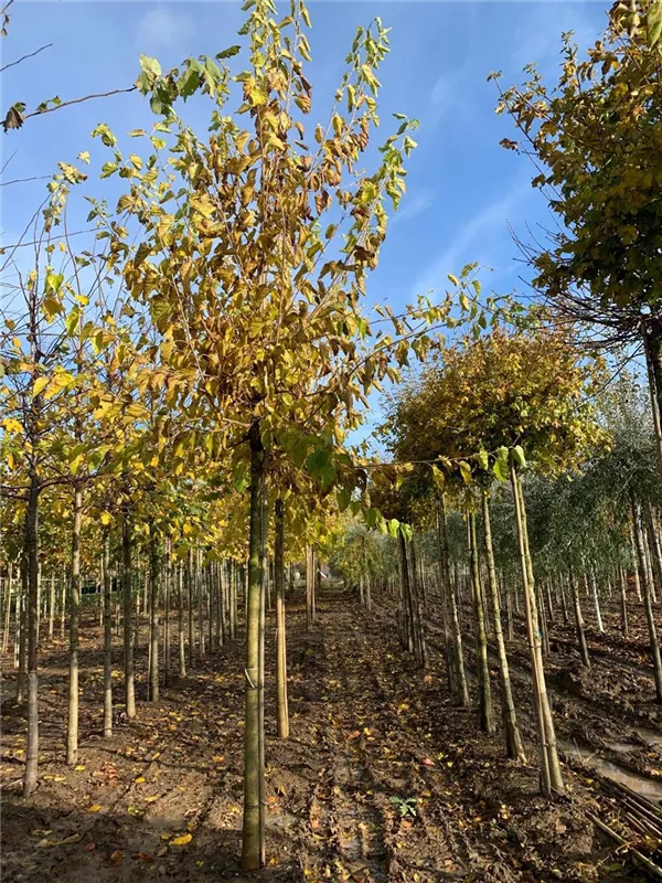 Morus alba