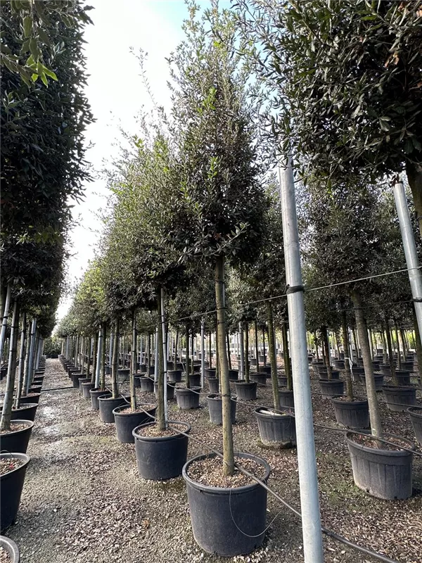 Quercus ilex