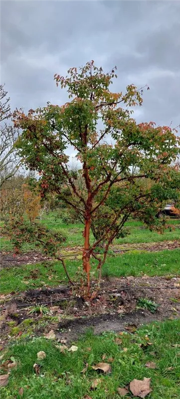 Acer griseum