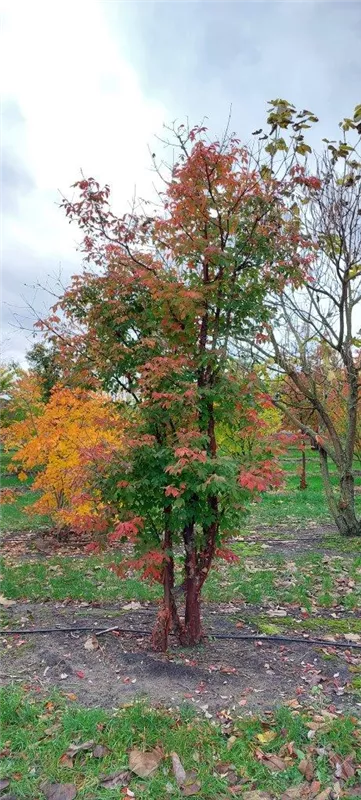 Acer griseum