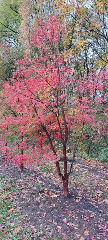 Acer griseum