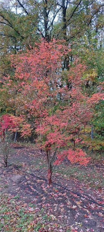 Acer griseum