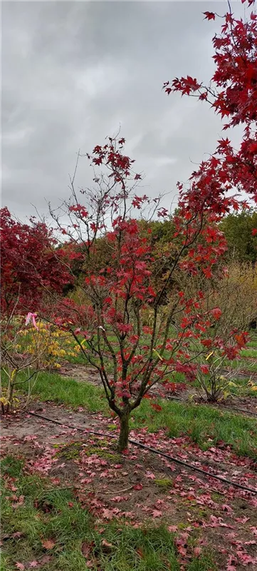 Acer palmatum 'Bloodgood'