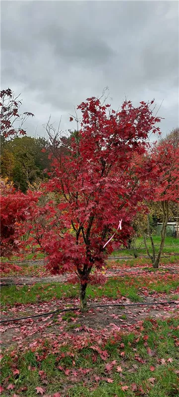 Acer palmatum 'Bloodgood'