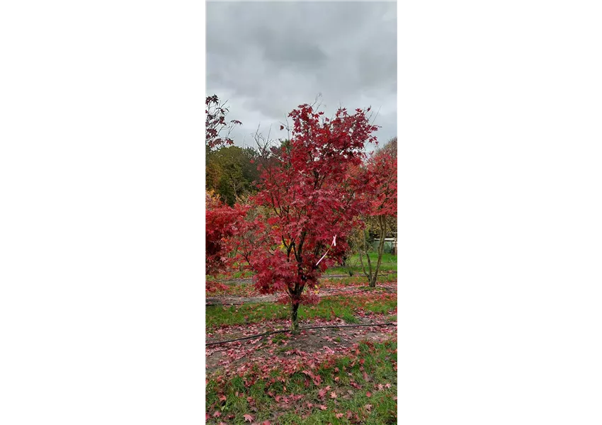 Roter Fächerahorn 'Bloodgood'