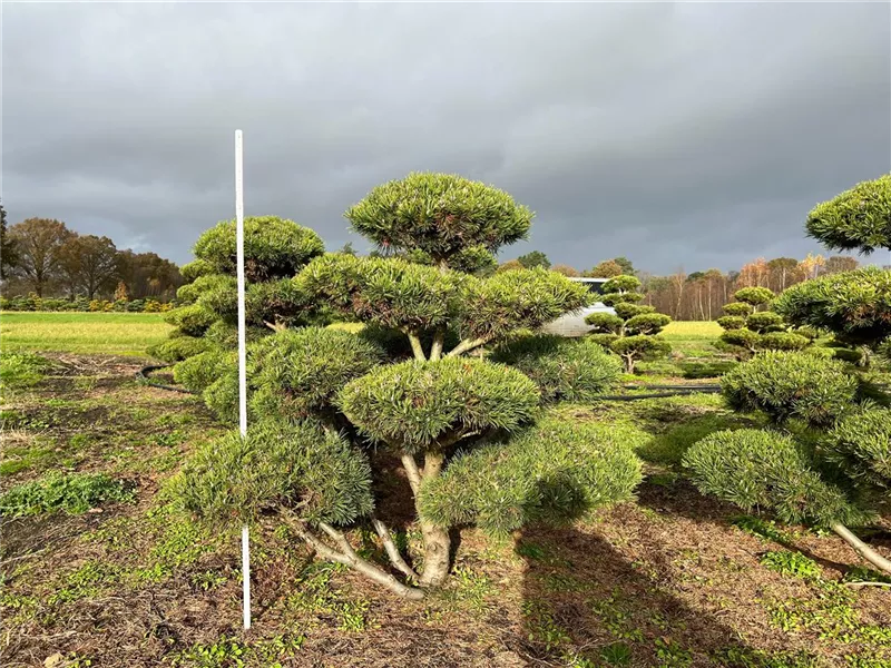 Pinus mugo 'Mops'