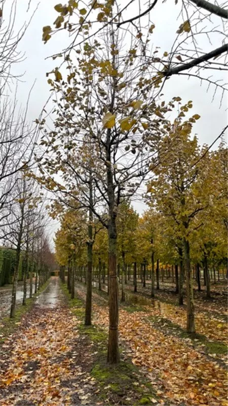 Tilia tomentosa