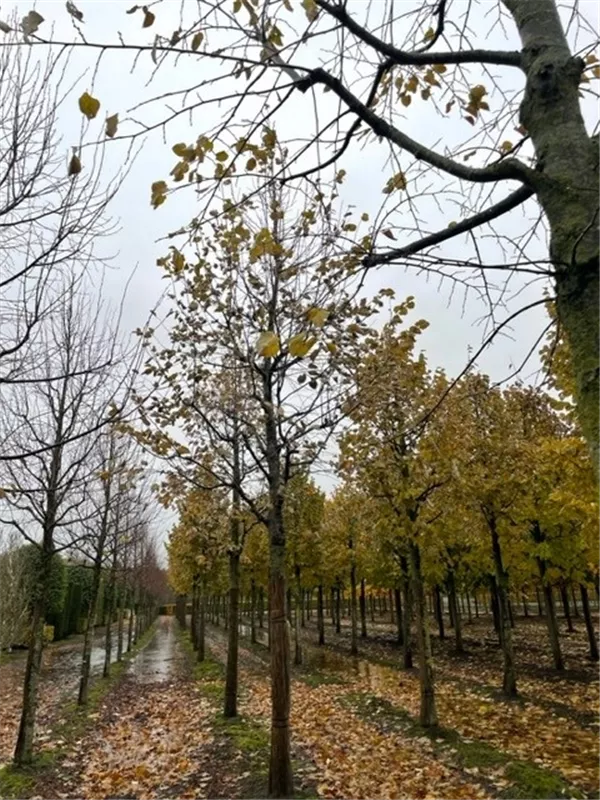Tilia tomentosa