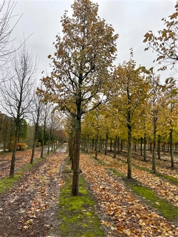 Tilia tomentosa