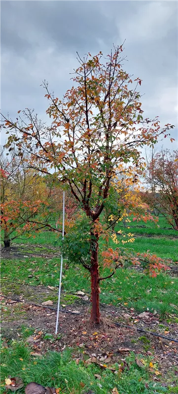 Acer griseum