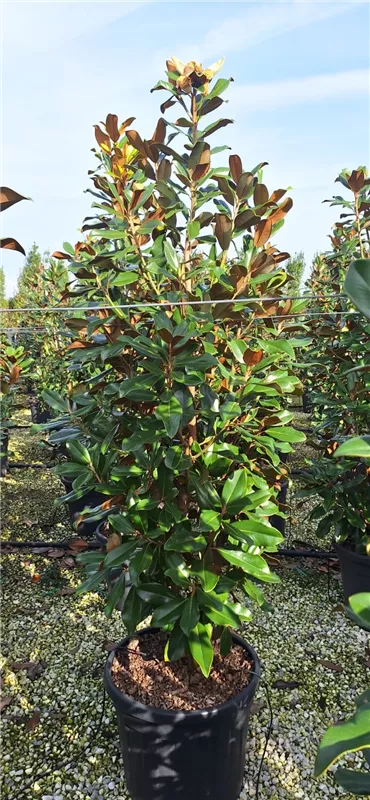Magnolia grandiflora 'Goliath'