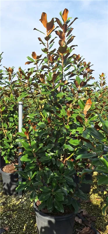 Magnolia grandiflora 'Goliath'