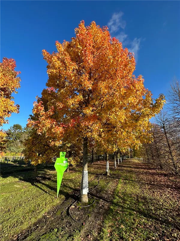 Liquidambar styraciflua