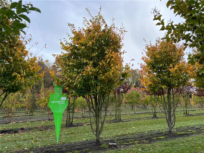 Parrotia persica 'Vanessa'