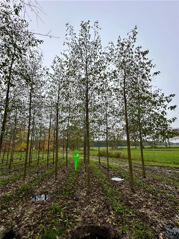 Alnus spaethii