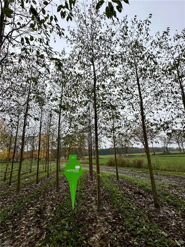 Alnus spaethii