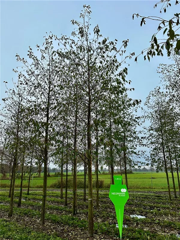 Alnus spaethii