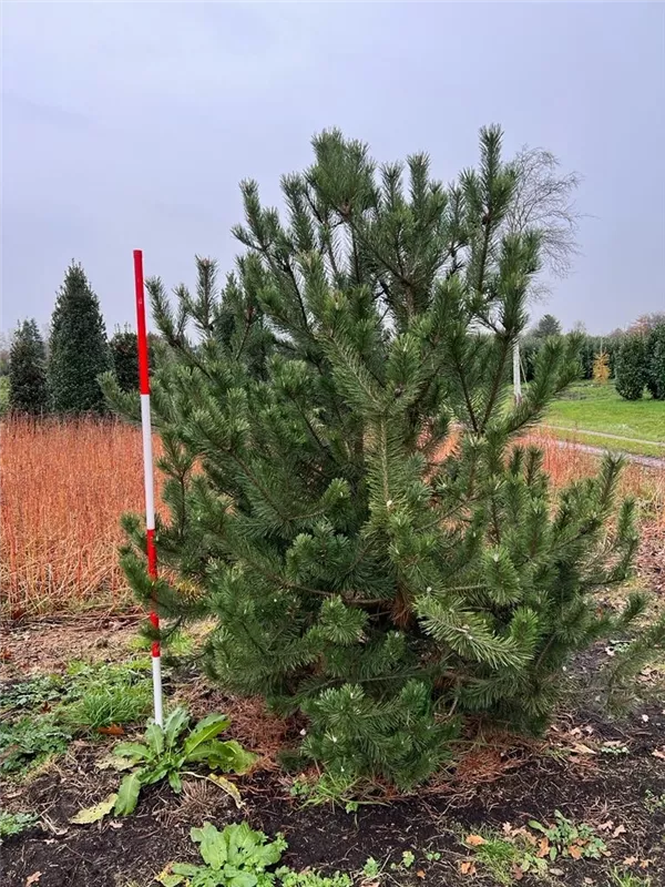 Pinus mugo