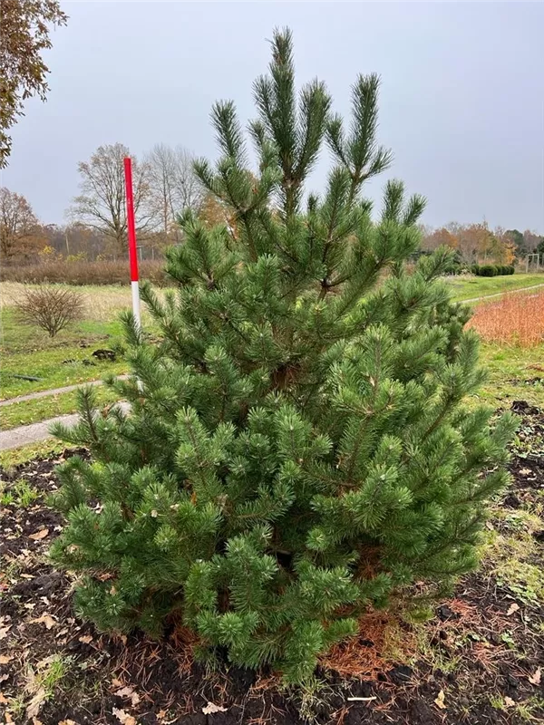 Pinus mugo