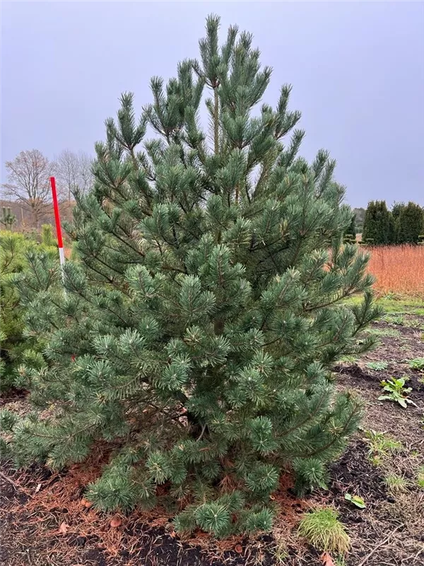 Pinus mugo