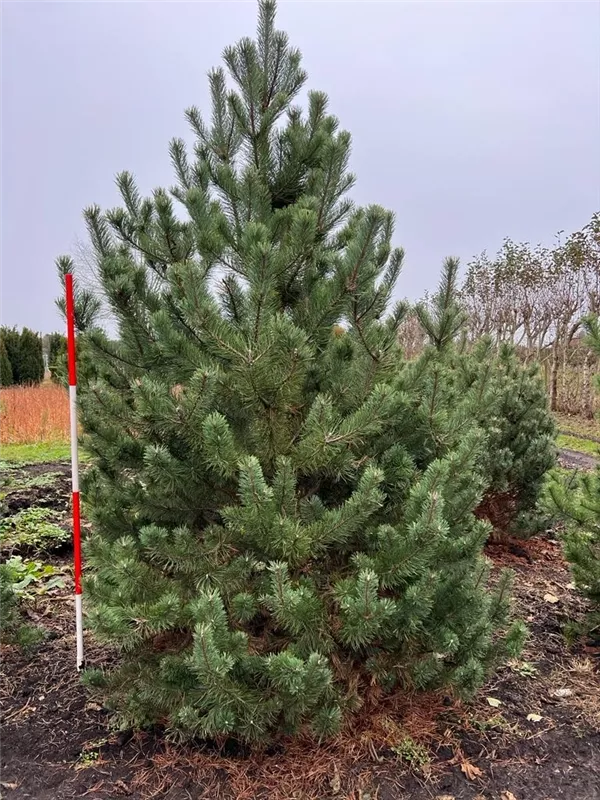 Pinus mugo