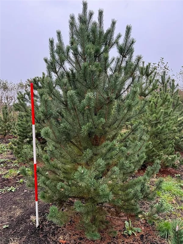 Pinus mugo