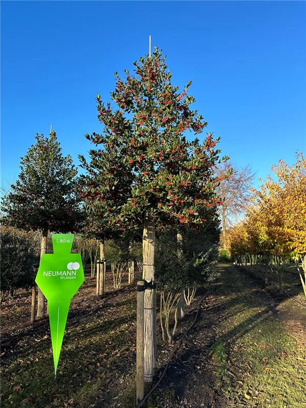 Ilex mutchagara 'Nellie R.Stevens'