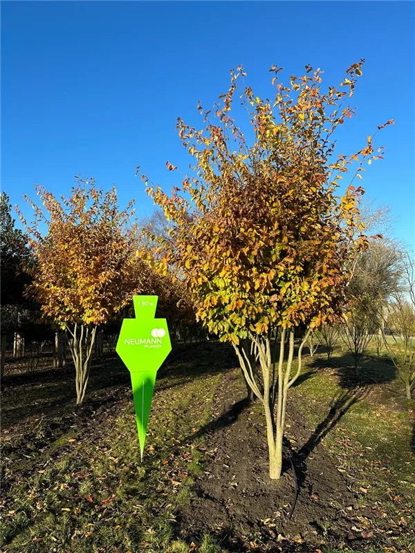 Parrotia persica 'Vanessa'