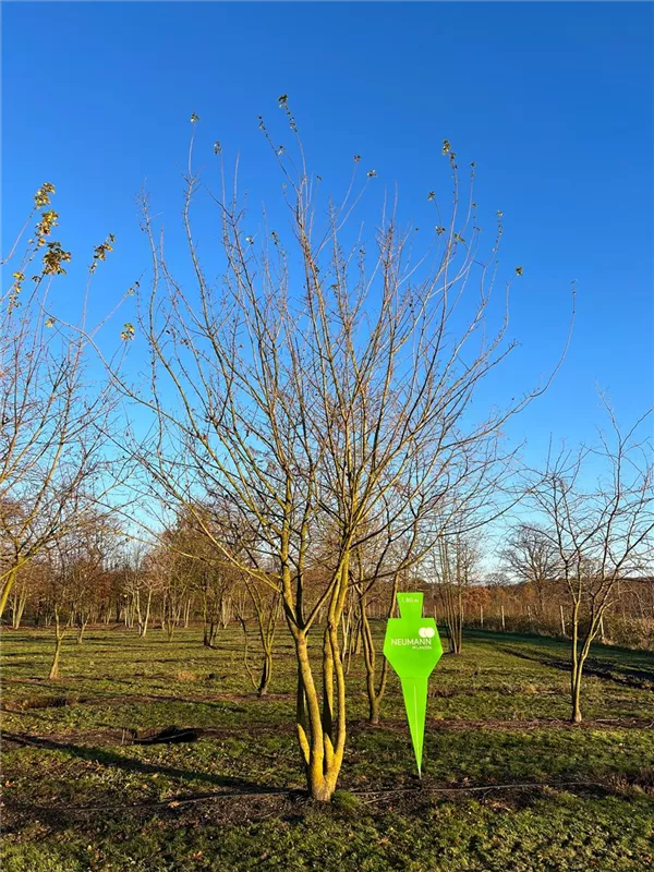 Acer campestre