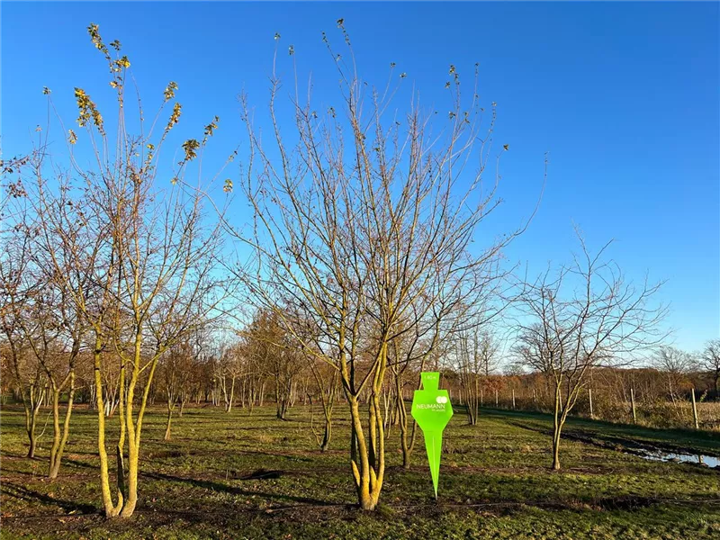 Acer campestre