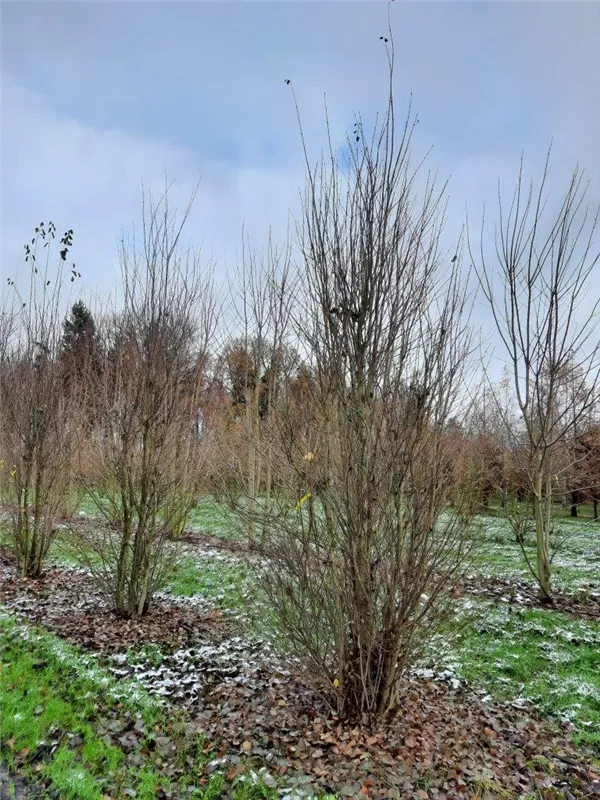 Cercidiphyllum japonicum