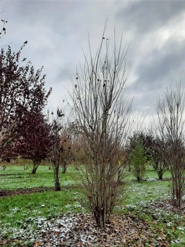 Cercidiphyllum japonicum
