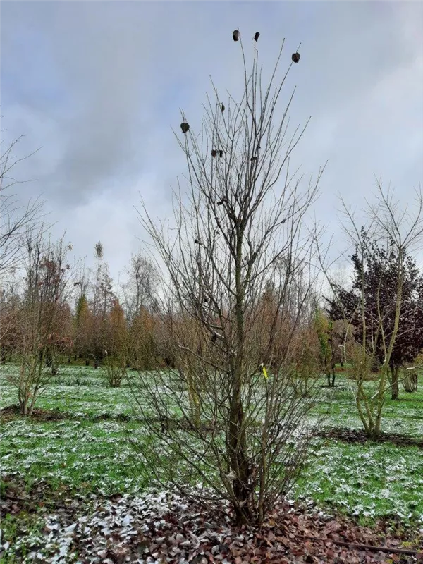 Cercidiphyllum japonicum