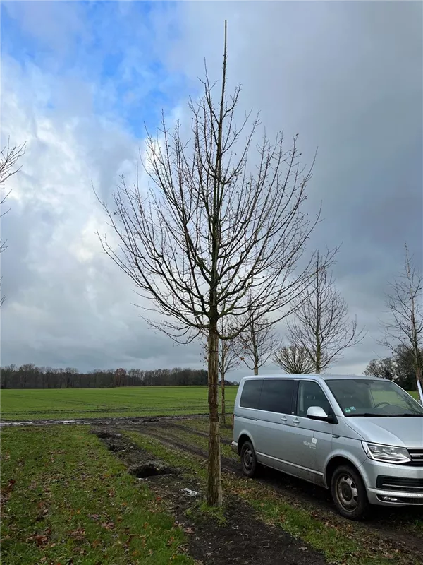 Acer campestre 'Elsrijk'